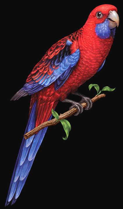 Попугай - птица, птицы - оригинал