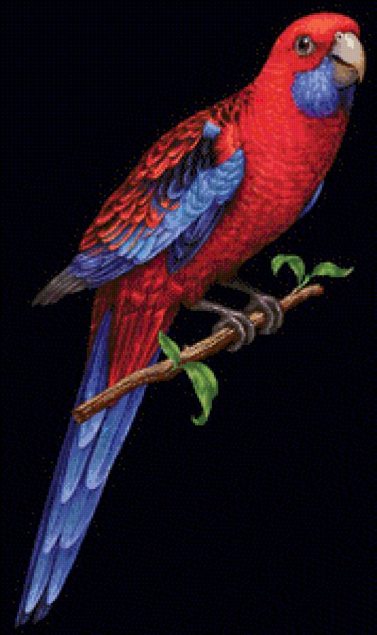 Попугай - птицы, птица - предпросмотр