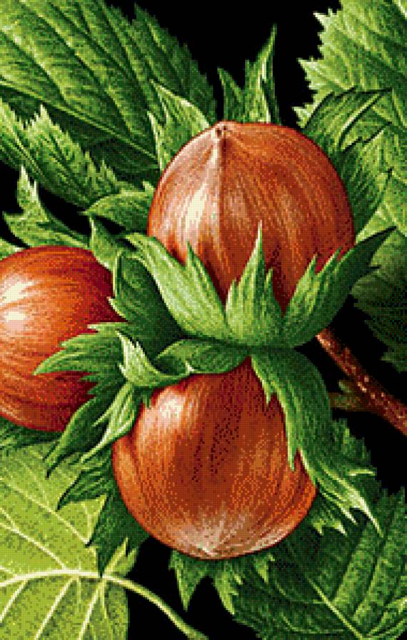 орехи - предпросмотр