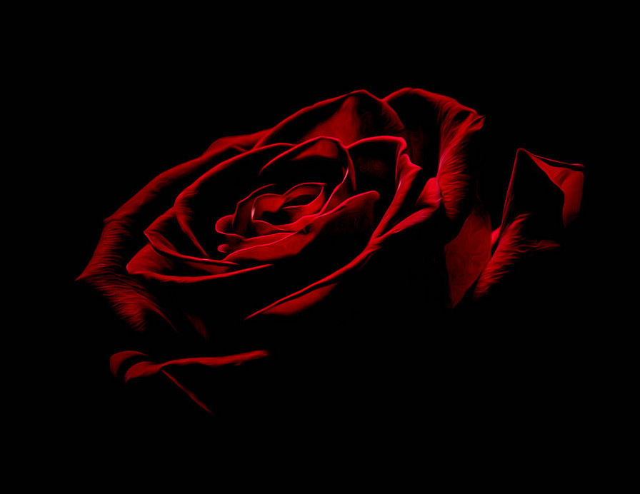 красная роза - черный фон, цветы - оригинал