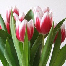 Схема вышивки «Тюльпаны»