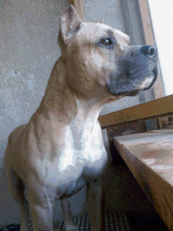 Котька - стафф, амстафф - предпросмотр