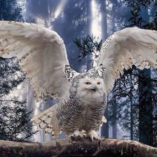 Схема вышивки «Сова»