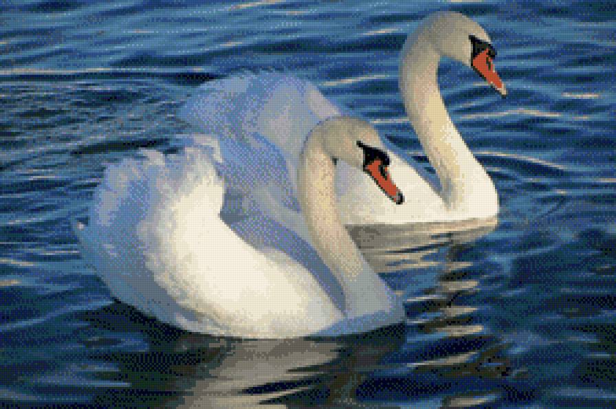 Лебеди - вода, птицы - предпросмотр