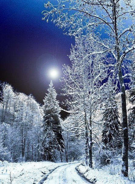 Лунная ночь. - тишина, зима, снег, луна, ночь, лес - оригинал