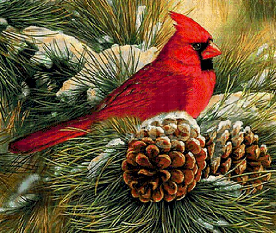Кардинал - птица, птицы - предпросмотр