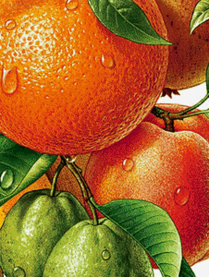 апельсины - натюрморт - предпросмотр