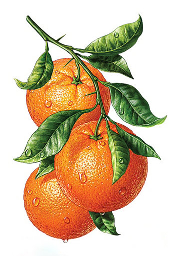 апельсины - натюрморт - оригинал