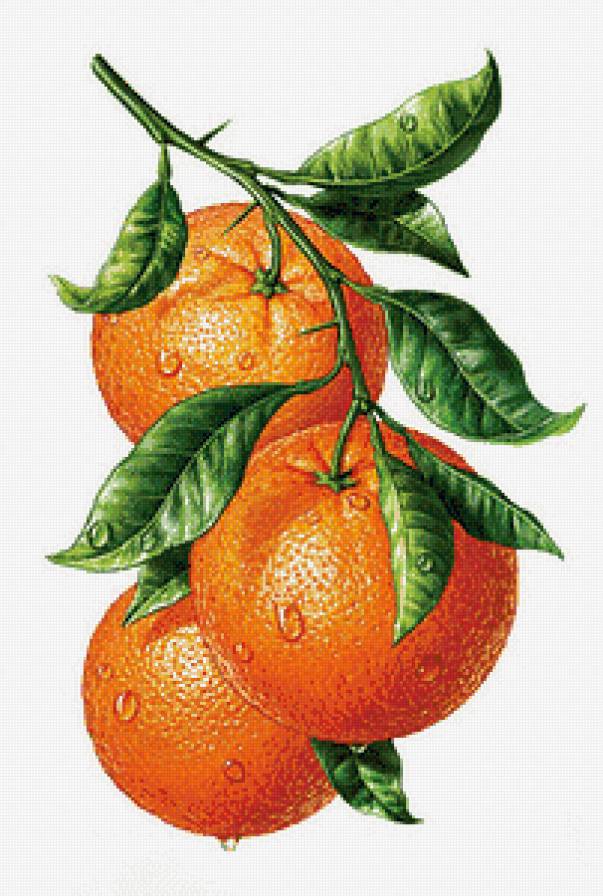 апельсины - натюрморт - предпросмотр