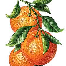 Оригинал схемы вышивки «апельсины» (№1077313)