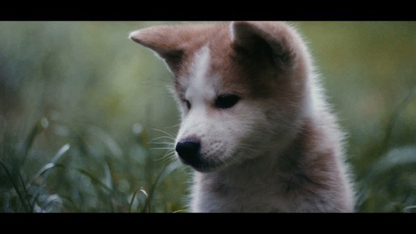 Кимико - акита - оригинал