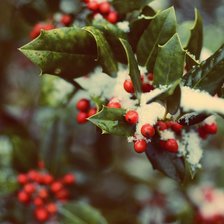 Схема вышивки «Рябина под снегом»