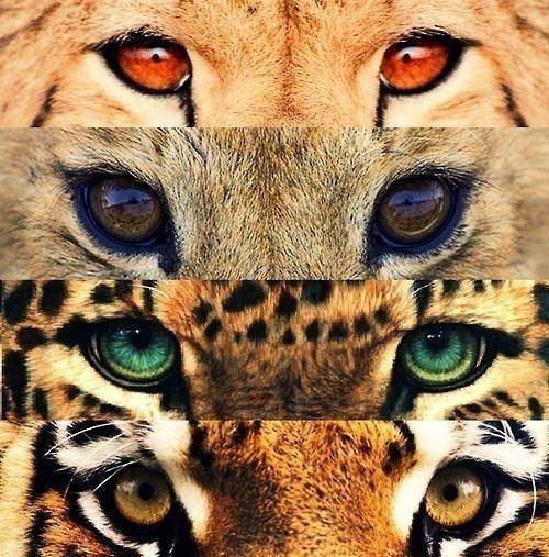 глаза зверей кошачьих - лев, глаза, тигр - оригинал