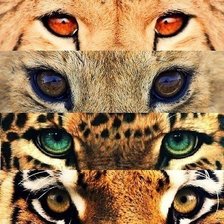 Схема вышивки «глаза зверей кошачьих»