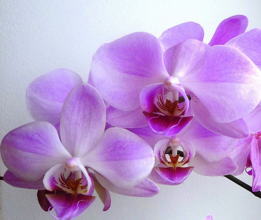 орхидеи - цветы - оригинал