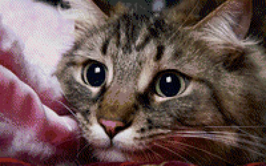 Пронзительный взгляд - кошки, животное, взгляд - предпросмотр