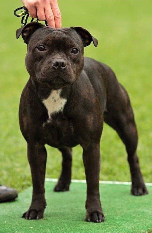 Брайв Спирит Элина Мисс Сатин - стаффбуль, стафи, стаффи - оригинал