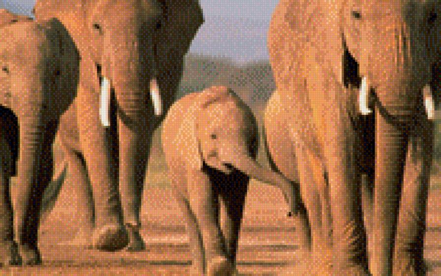 Слоны - предпросмотр