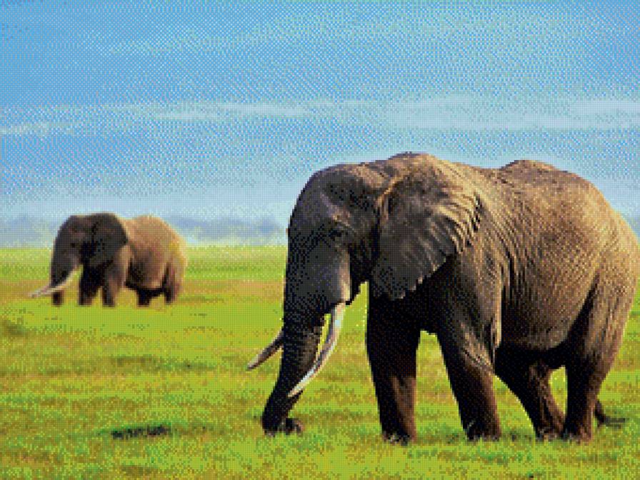 Слоны на воле - предпросмотр