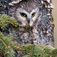 Схема вышивки «сова»