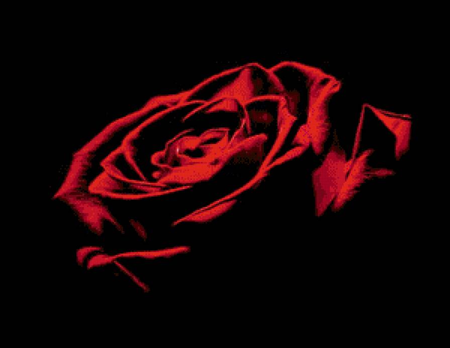 Красная роза - цветок, роза - предпросмотр