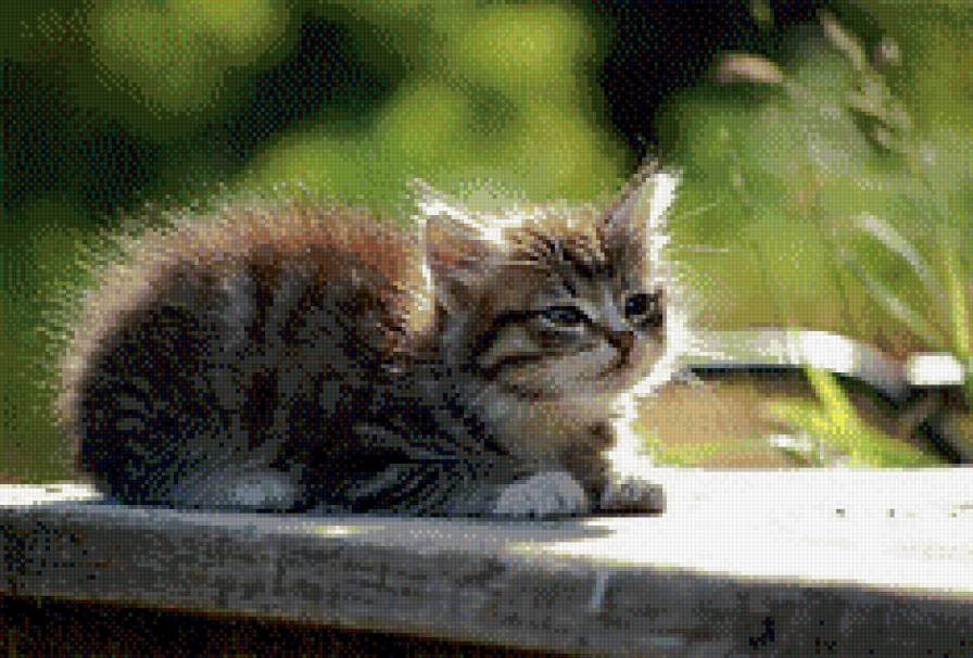 Пушистик - животные - предпросмотр