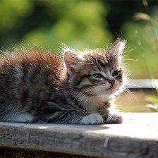 Схема вышивки «Пушистик»