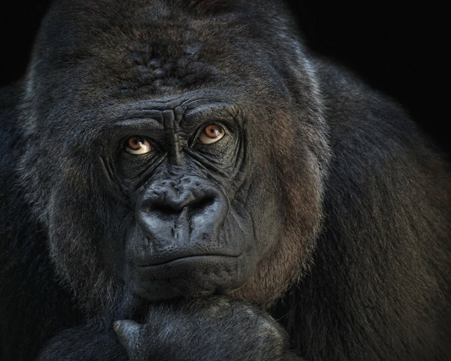 Гарилла - оригинал