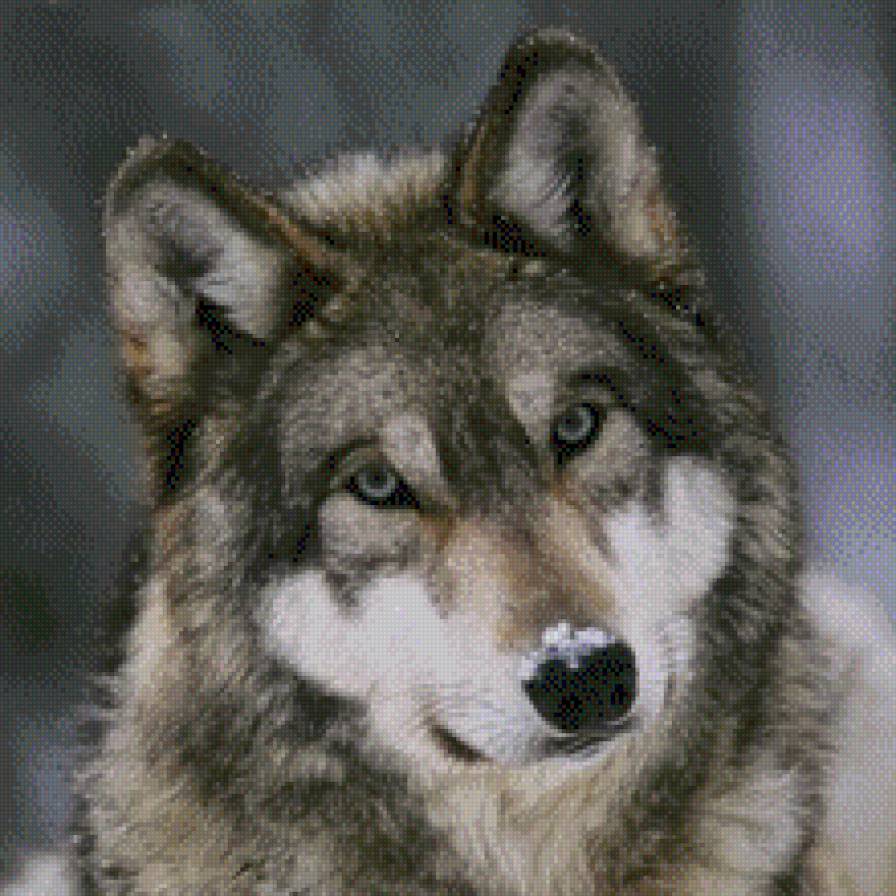 Волк - предпросмотр