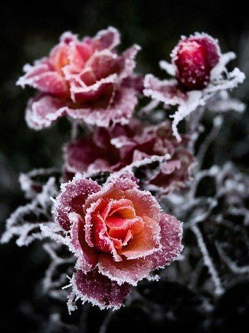 розы на морозе - цветы, розы - оригинал