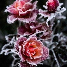 розы на морозе