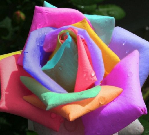 Роза - оригинал