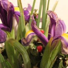 Схема вышивки «Ирисы»