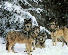 Схема вышивки «Волки»