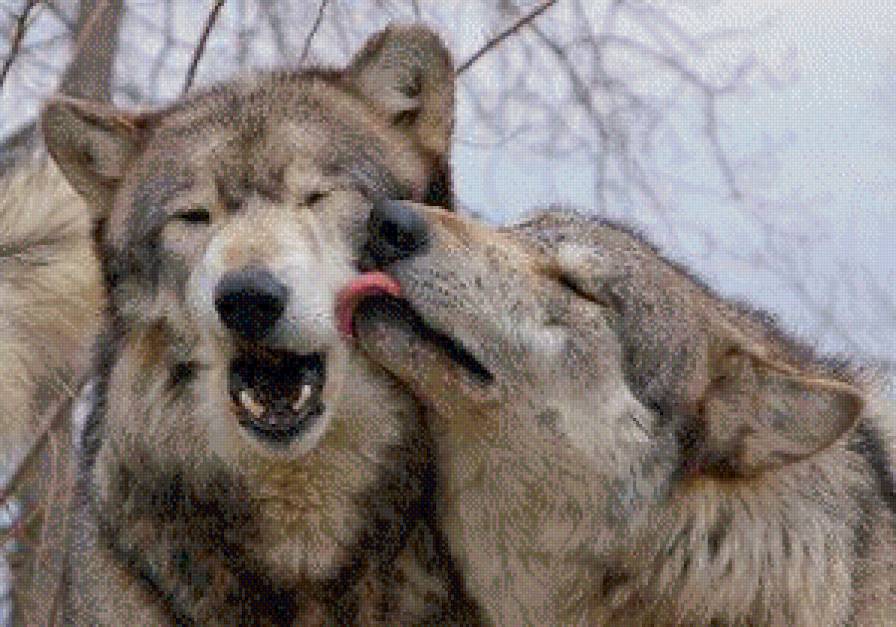 Пара волков - животные - предпросмотр