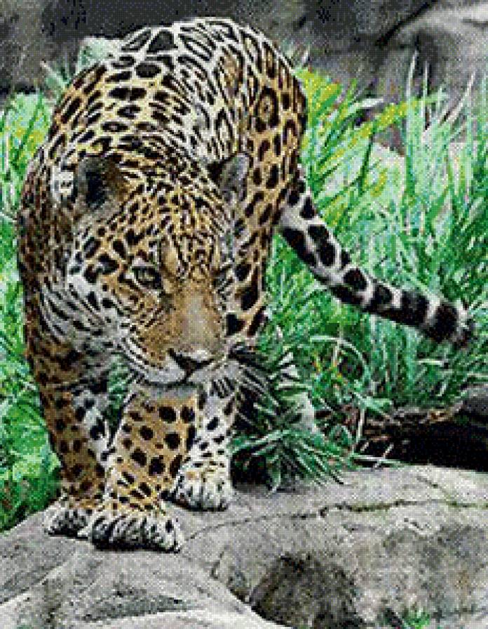 Гепард - животные - предпросмотр