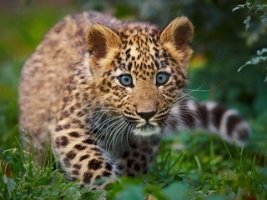 Малыш - животные - оригинал