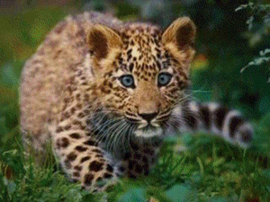 Малыш - животные - предпросмотр