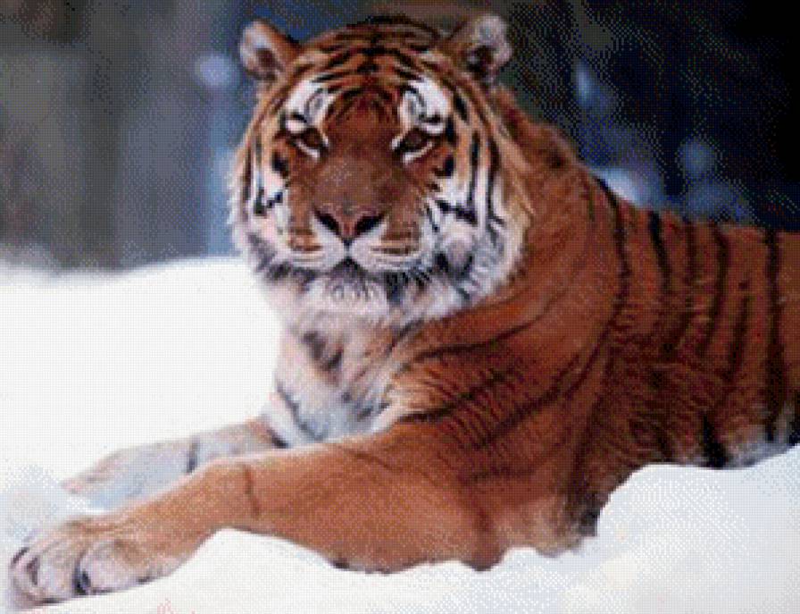 Тигр на снегу - животные - предпросмотр