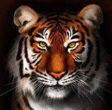 Схема вышивки «Тигр 2»