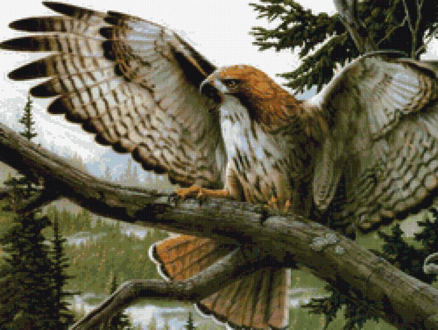 орел2 - предпросмотр