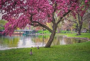 Весна в Бостоне - оригинал