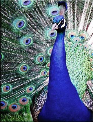 Триптих-Павлин ч.1 - птица, павлин, триптих - оригинал