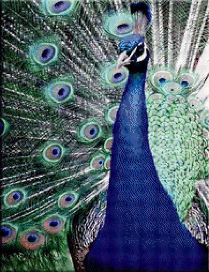 Триптих-Павлин ч.1 - павлин, птица, триптих - предпросмотр