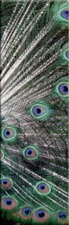 Триптих-Павлин ч.2 - павлин, триптих, птицы - предпросмотр