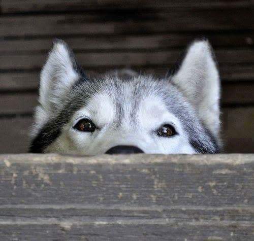 Husky - оригинал