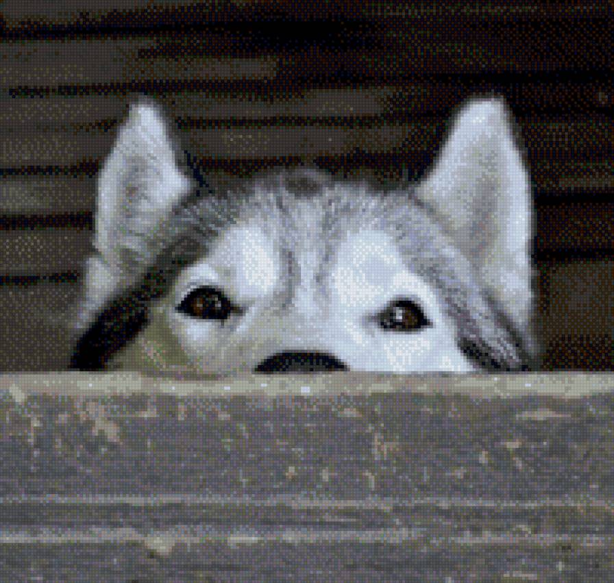 Husky - предпросмотр