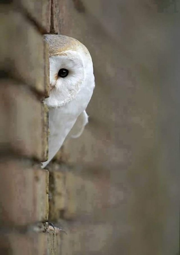 123 - оригинал