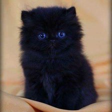 Схема вышивки «Blackcat»