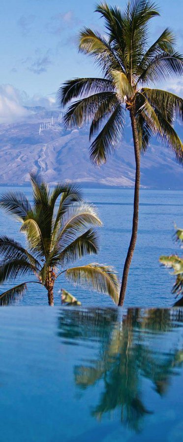 Palm - оригинал